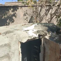 کبوتر پاپر آغ