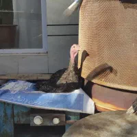 بوقلمون برنز 5ماهه|حیوانات مزرعه|خمینیشهر, |دیوار