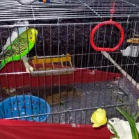 مرغ عشق نروماده|پرنده|پاوه, |دیوار