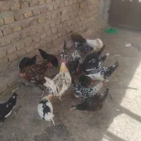 مرغ وخروس گلین وبز اوست|حیوانات مزرعه|کرمان, |دیوار