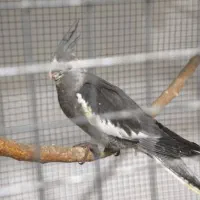 جوجه عروس سرلاکی لوتینو و وایت فیس|پرنده|عسلویه, |دیوار