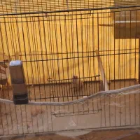 فنچ نروماده به همراه دوتاجوجه