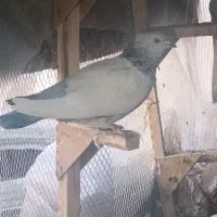 کفتر 3000میلیون تمن