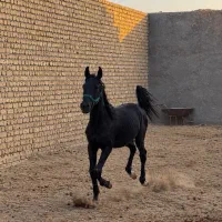 اسب کرد