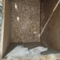 عروس هلندی ‌|پرنده|بم, |دیوار