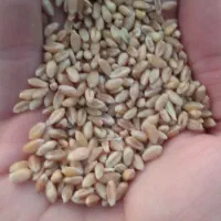 گندم آبی توخومنوخ