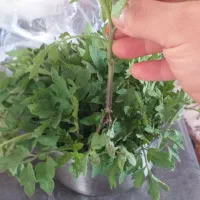 نشا گوجه محلی (گیلاسی)