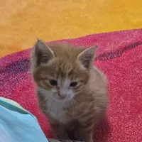 واگذاری رایگان گربه dsh زیبا ، بازیگوش