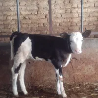 گاو.گوساله ماده