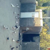 کبوتر کفتر|پرنده|میانه, |دیوار