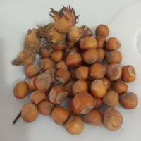 گردو و فندق درجه ۱ گیلان،یلاقی|خوردنی و آشامیدنی|قم, کلهری|دیوار
