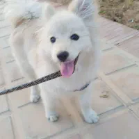 پامر اشپیتز ماده