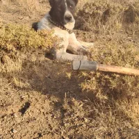 سگ نر|سگ|لاران, |دیوار