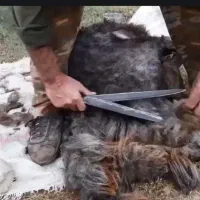 میش و بره