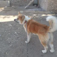 سگ آکیتا نر یکساله|سگ|تاکستان, |دیوار