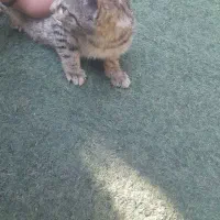 بچه گربه و مادر