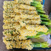 فروش گل طبیعی ارگانیک تازه(فعلاًنرگس شیراز موجود)|گل و گیاه طبیعی|ایرانشهر, |دیوار