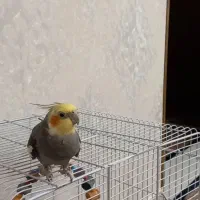 عروس هلندی نر