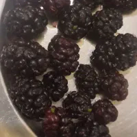 شاهتوت پرداخت درب منزل