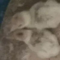 جوجه بوقلمون