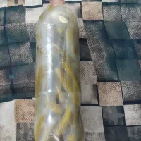 خیار شور همدان|خوردنی و آشامیدنی|قم, شهر قائم|دیوار