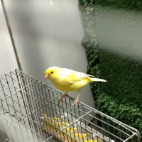 قناری|پرنده|نقده, |دیوار