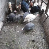 مرغ روسی ، شاخدار