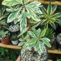 گل مرجان ابلق|گل و گیاه طبیعی|رشت, پیرسرا|دیوار