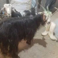 بز میش گوسفند بزغاله بره