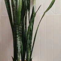 سانسوریا شمشیری