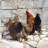 فروش مرغ برهما ،گلین و مرغ شاخدار