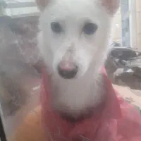 سگ پاکوتا اصیل  وبازیگوش...واگذارمیشود