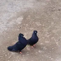 ذاغ ابادانی