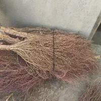 جارو دستی