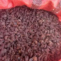 فروش کشمش ومویزافتابی عسکری میمند