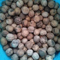 گردو بوانات پوست کاغذی|خوردنی و آشامیدنی|زرقان, |دیوار