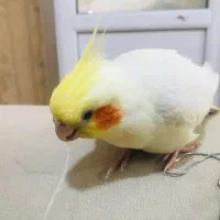 عروس هلندی|پرنده|شیراز, شهرک فرزانگان|دیوار