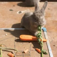 بچه خرگوش|موش و خرگوش|شاندیز, |دیوار