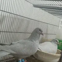 الماسی پلاکی
