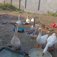 قو غاز نر لیندا|حیوانات مزرعه|خمام, |دیوار