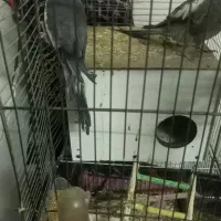 طوطی عروس هلندی|پرنده|کرمان, |دیوار