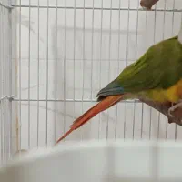 جفت گیرنچیک آناناسی