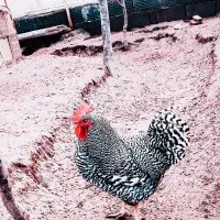 جوجه پلیموت راک آمریکای