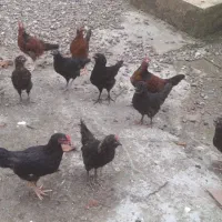 جوجه گلین