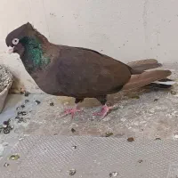 صرب و سوسنی