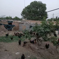 تعدادی مرغو خروس محلی جوان تخم گذار بفروش میرسد