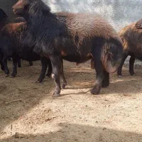 فروش قوچ ۳.۵ ساله