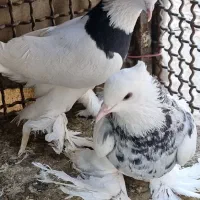 طوقی پاپر سلطنتی