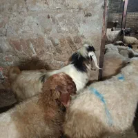 بز نر (ساورین) داشتی|حیوانات مزرعه|جوانرود, |دیوار