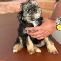 واگذاری شیتزو عروسکی|سگ|کرج, گوهردشت|دیوار